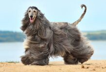 ¿Qué raza de perro hipoalergénica es mejor para las personas alérgicas?